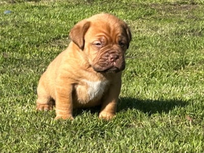 Les chiots de Dogue de Bordeaux