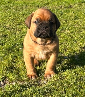 Les chiots de Dogue de Bordeaux