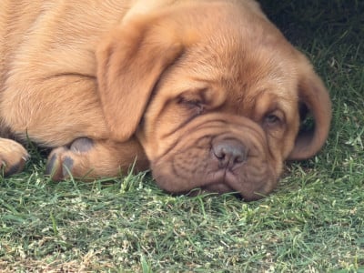 Les chiots de Dogue de Bordeaux