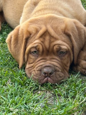 Les chiots de Dogue de Bordeaux