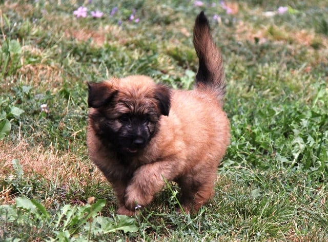 Chiot Berger des Pyrenees à poil long