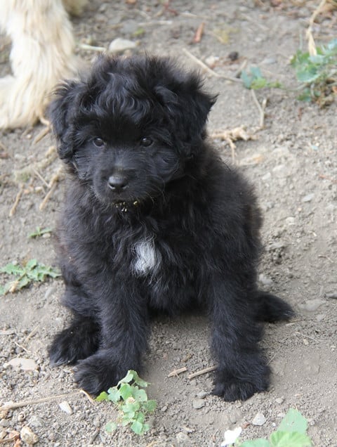 Chiot Berger des Pyrenees à poil long