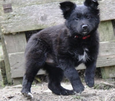Les chiots de Berger des Pyrenees à poil long