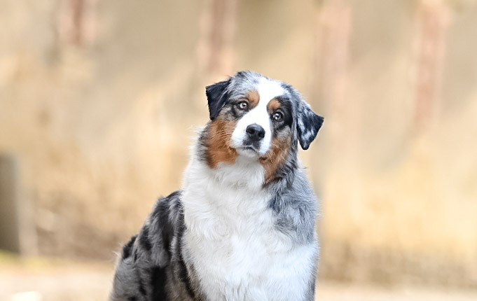 Up jump tha boogie du chemin de la belle etoile