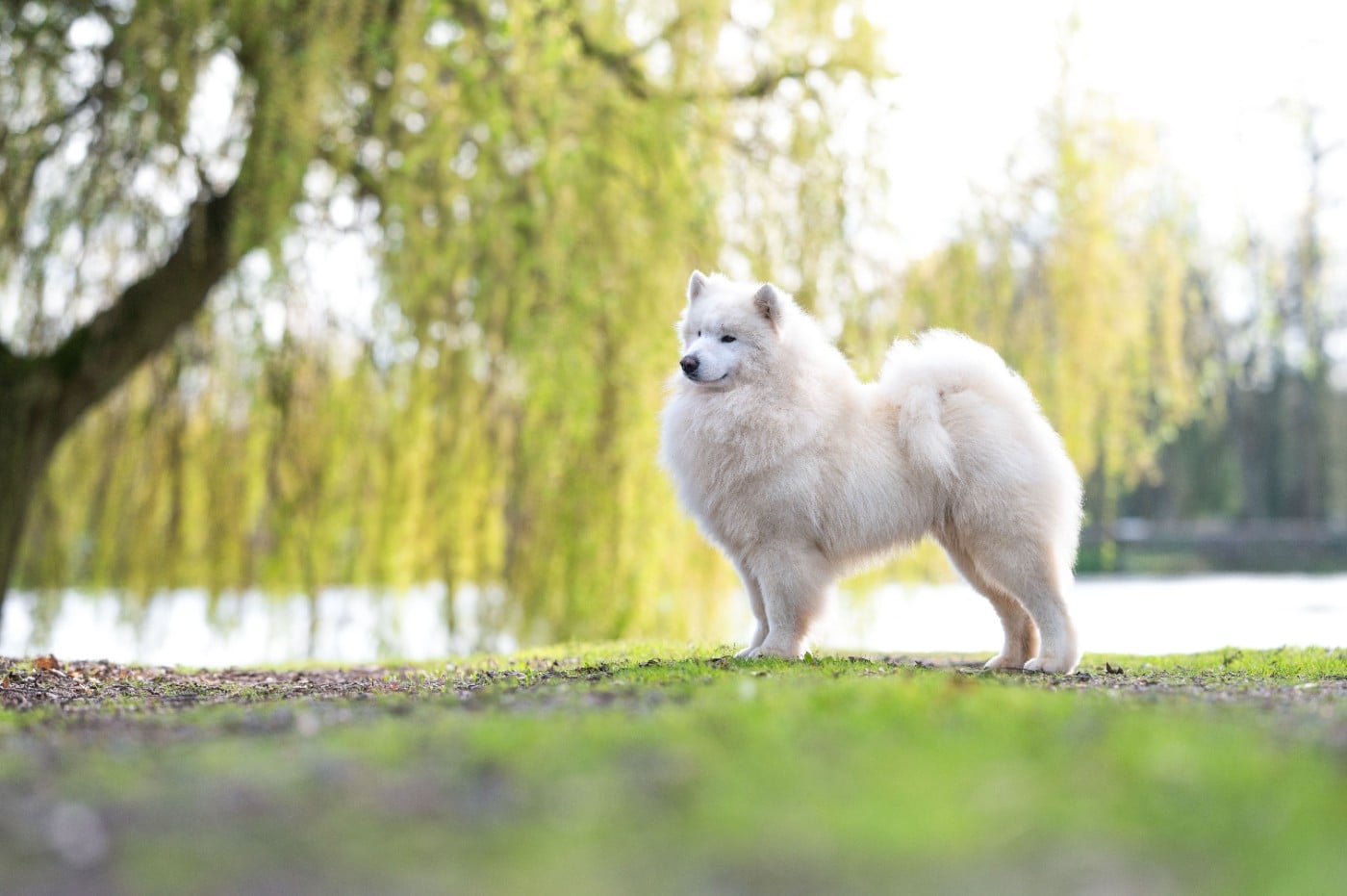 zvyozdnyi mir Chicago fire