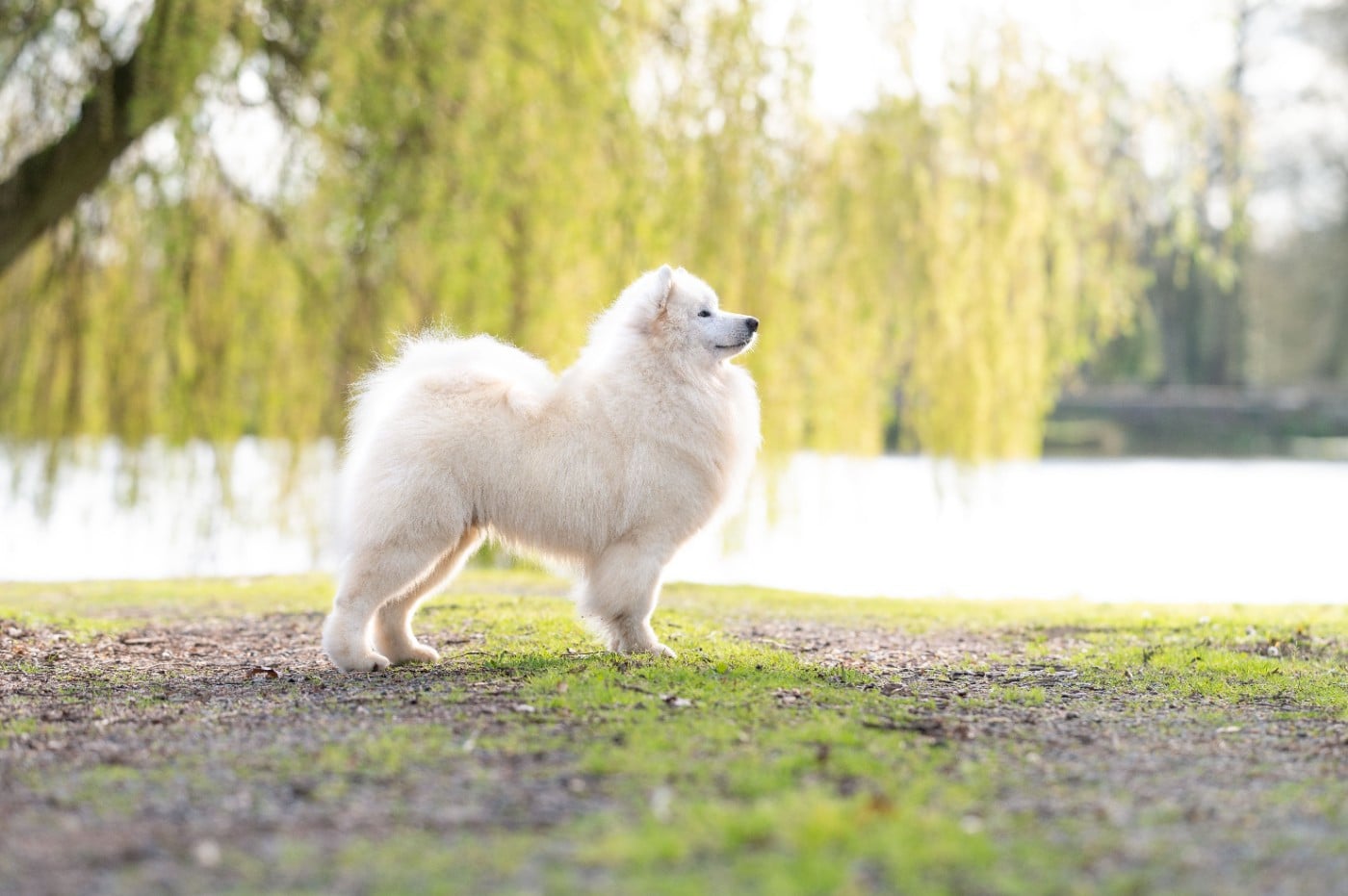 zvyozdnyi mir Chicago fire