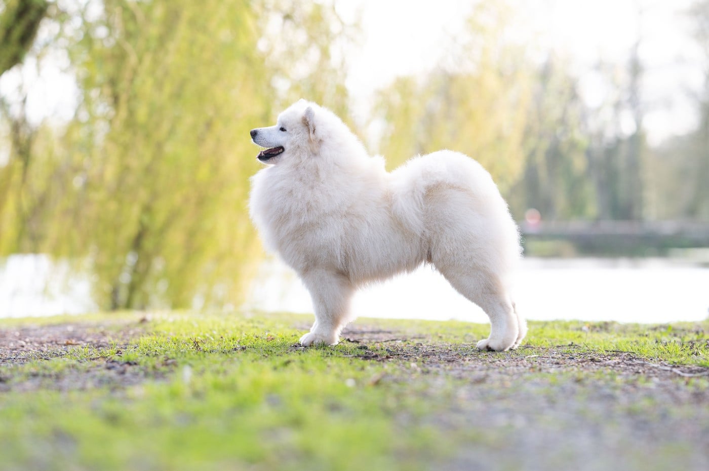 zvyozdnyi mir Chicago fire