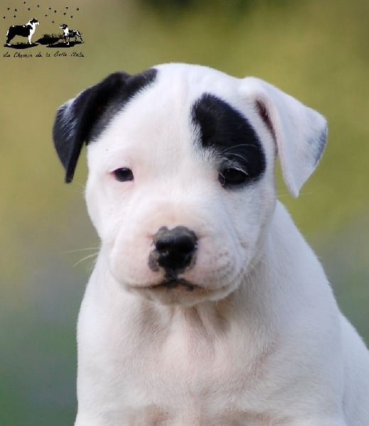 Chiot Elevage du chemin de la belle etoile eleveur de