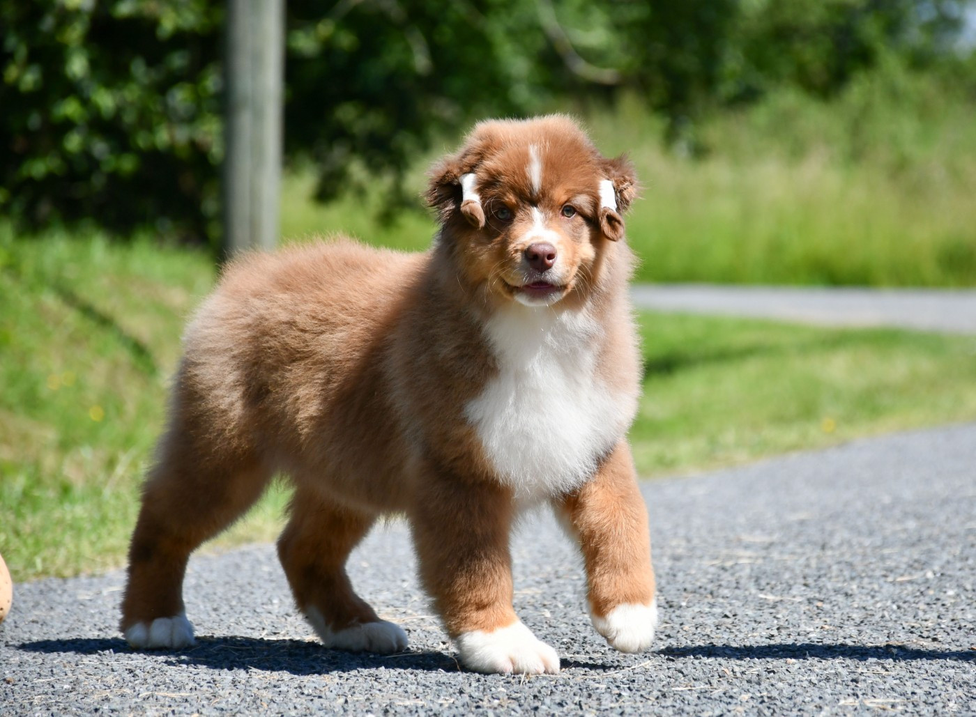 Brownie