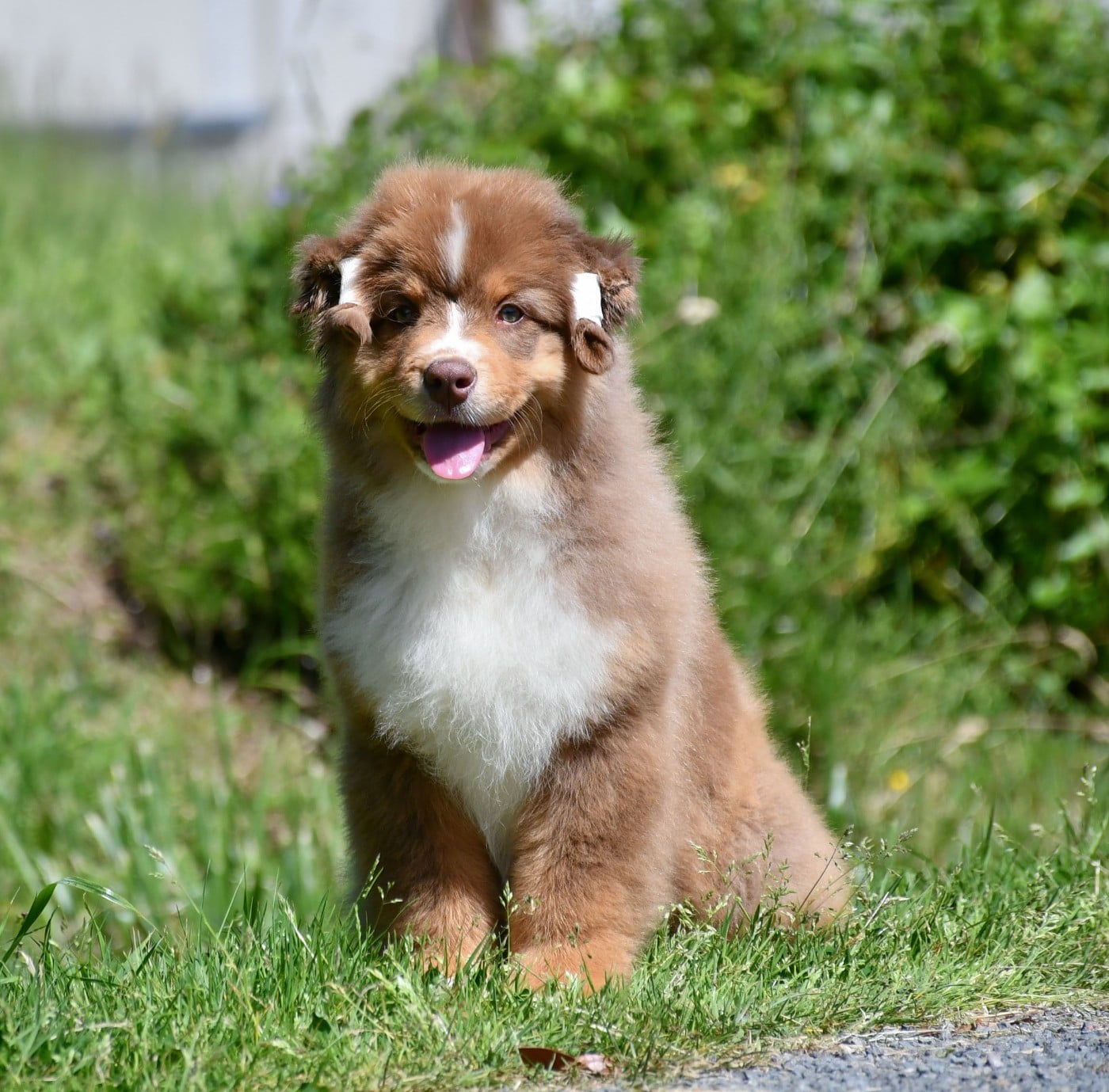 Brownie