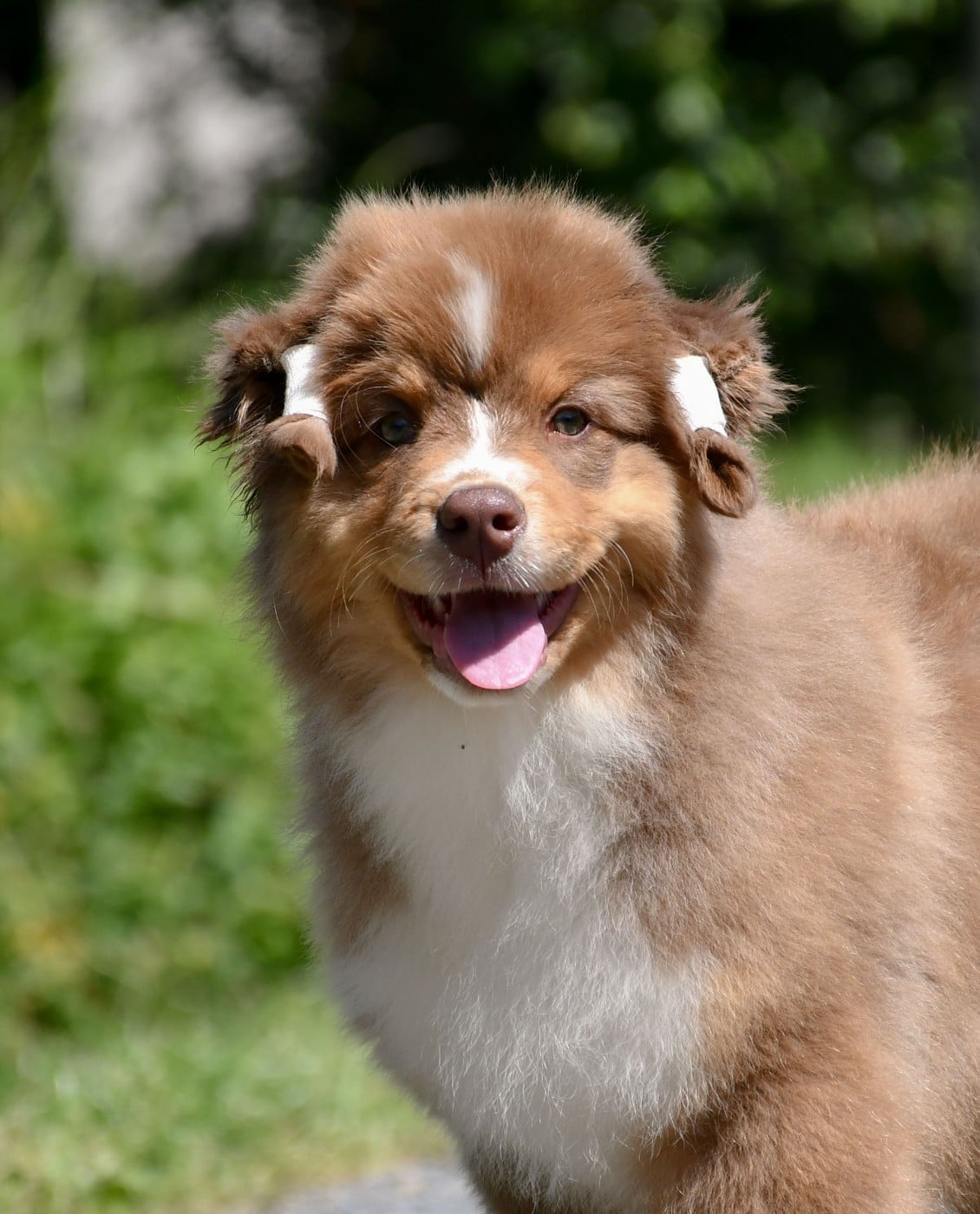 Brownie