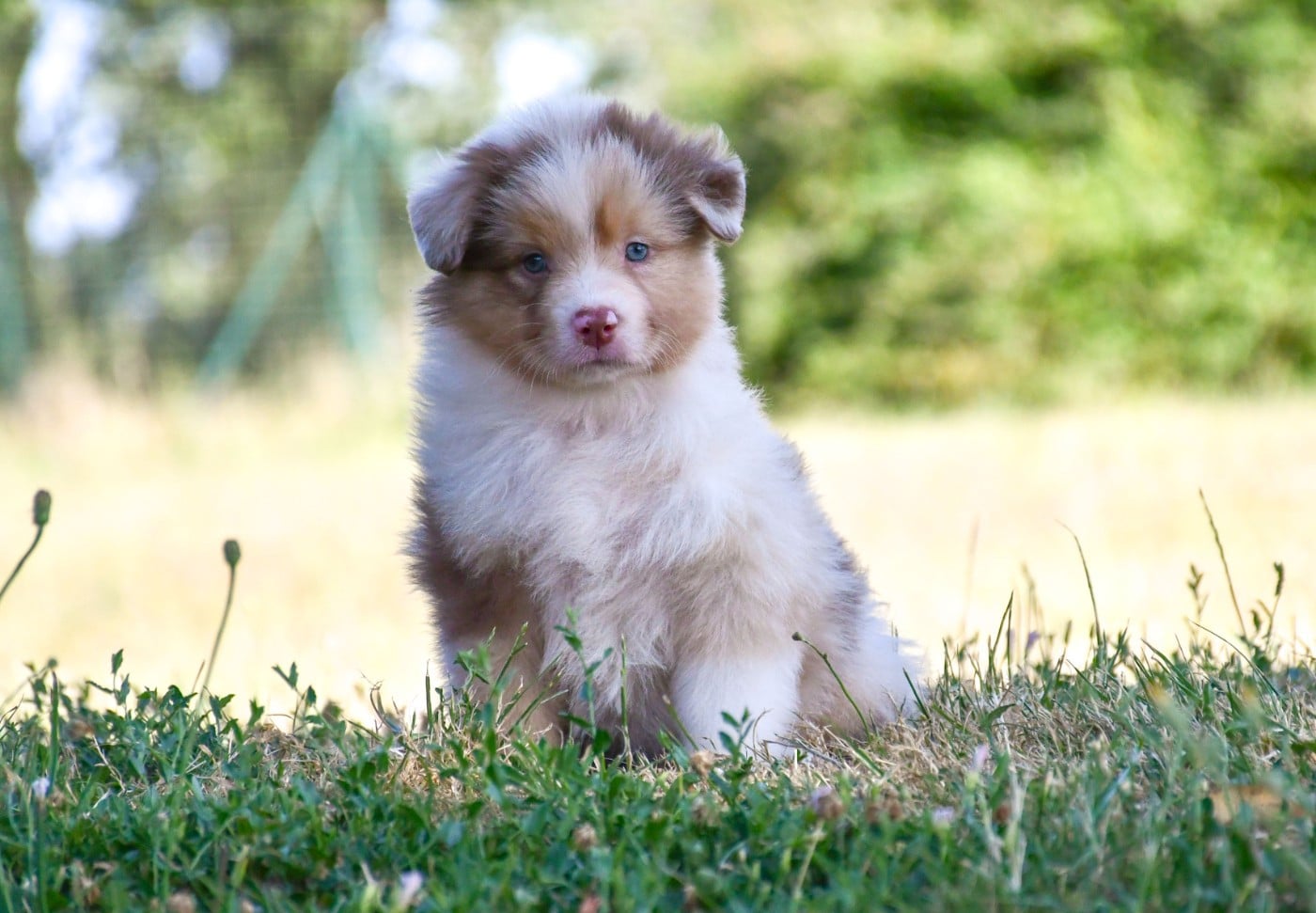 Femelle rouge merle 3