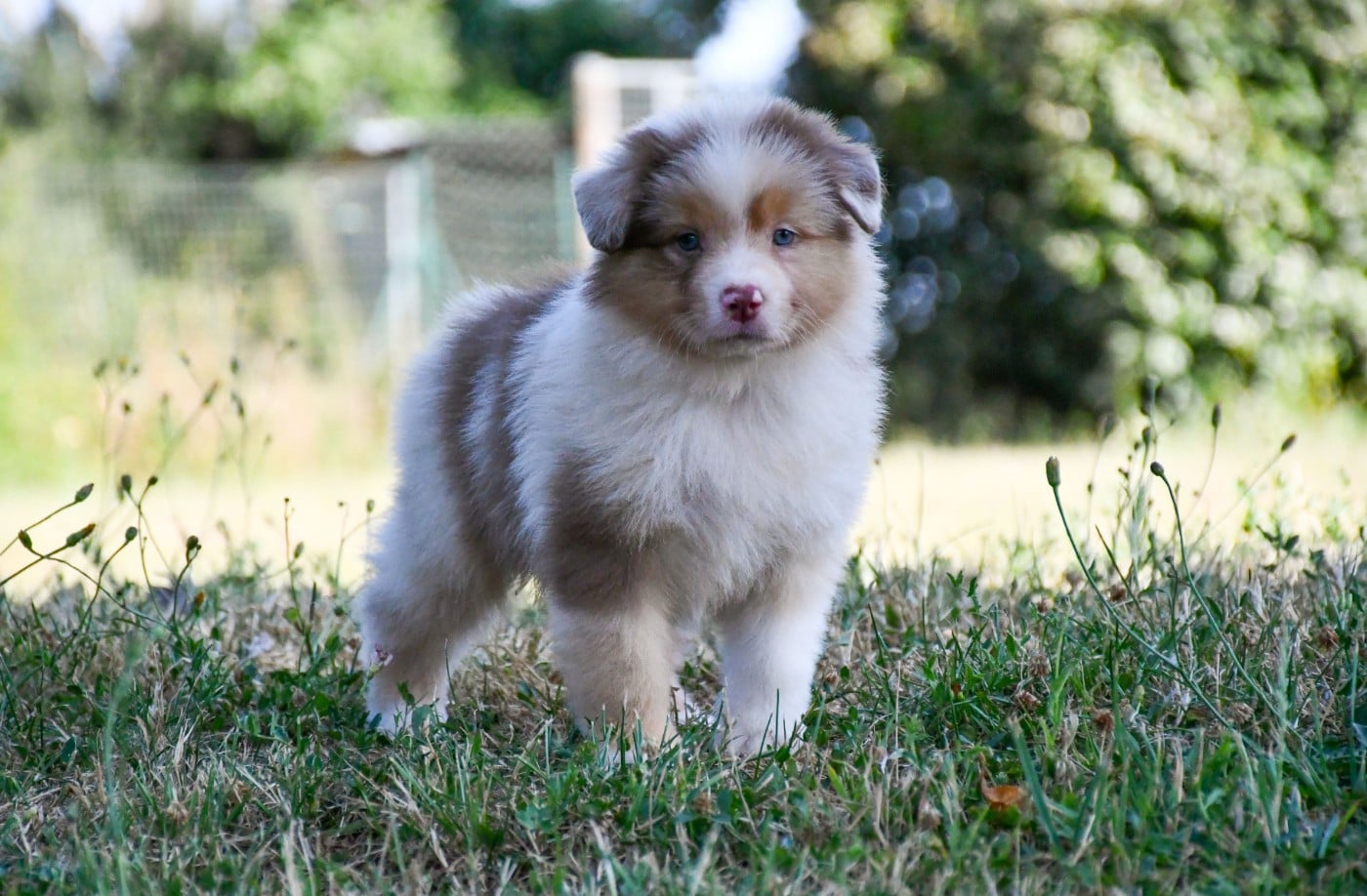 Femelle rouge merle 3
