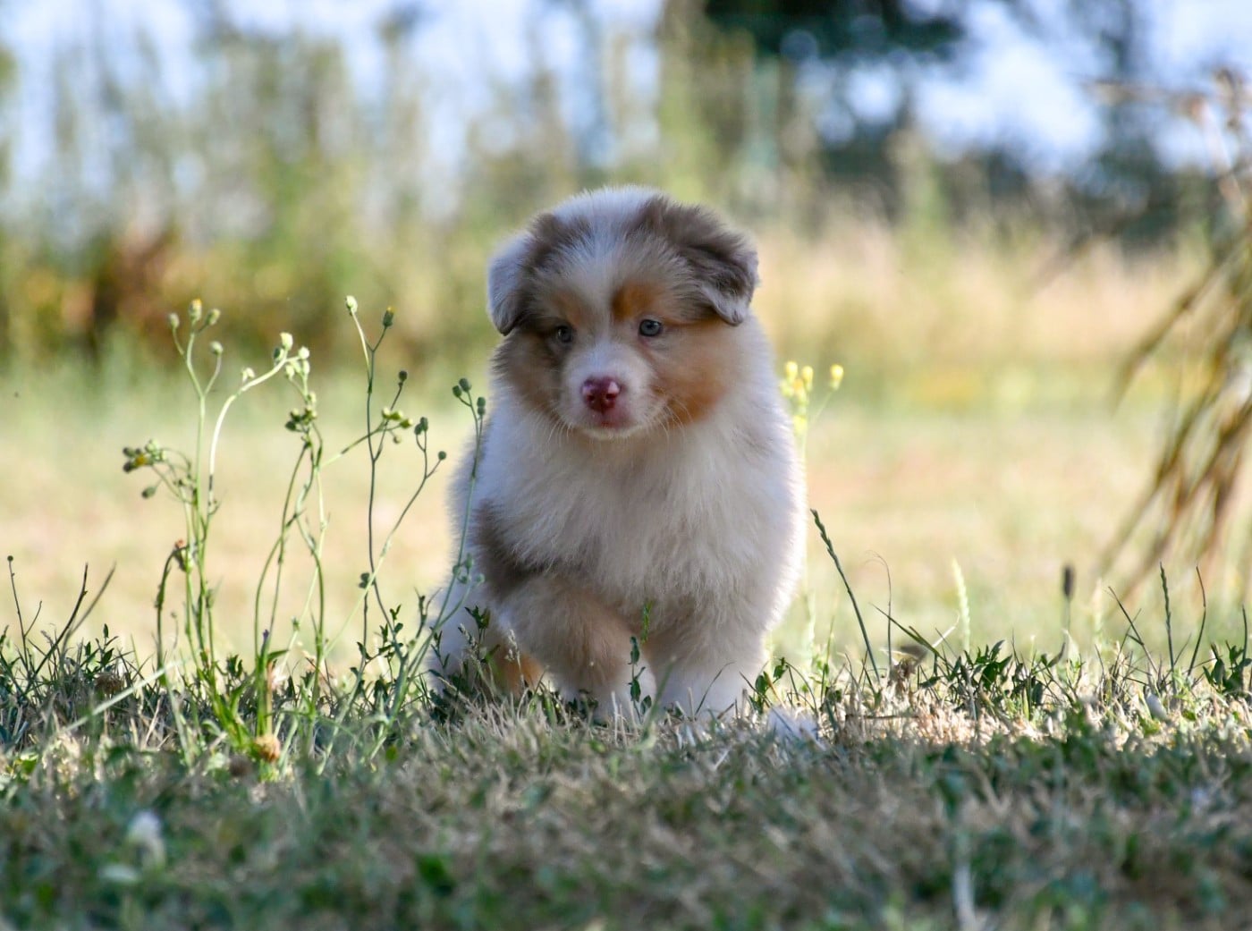 Femelle rouge merle 3