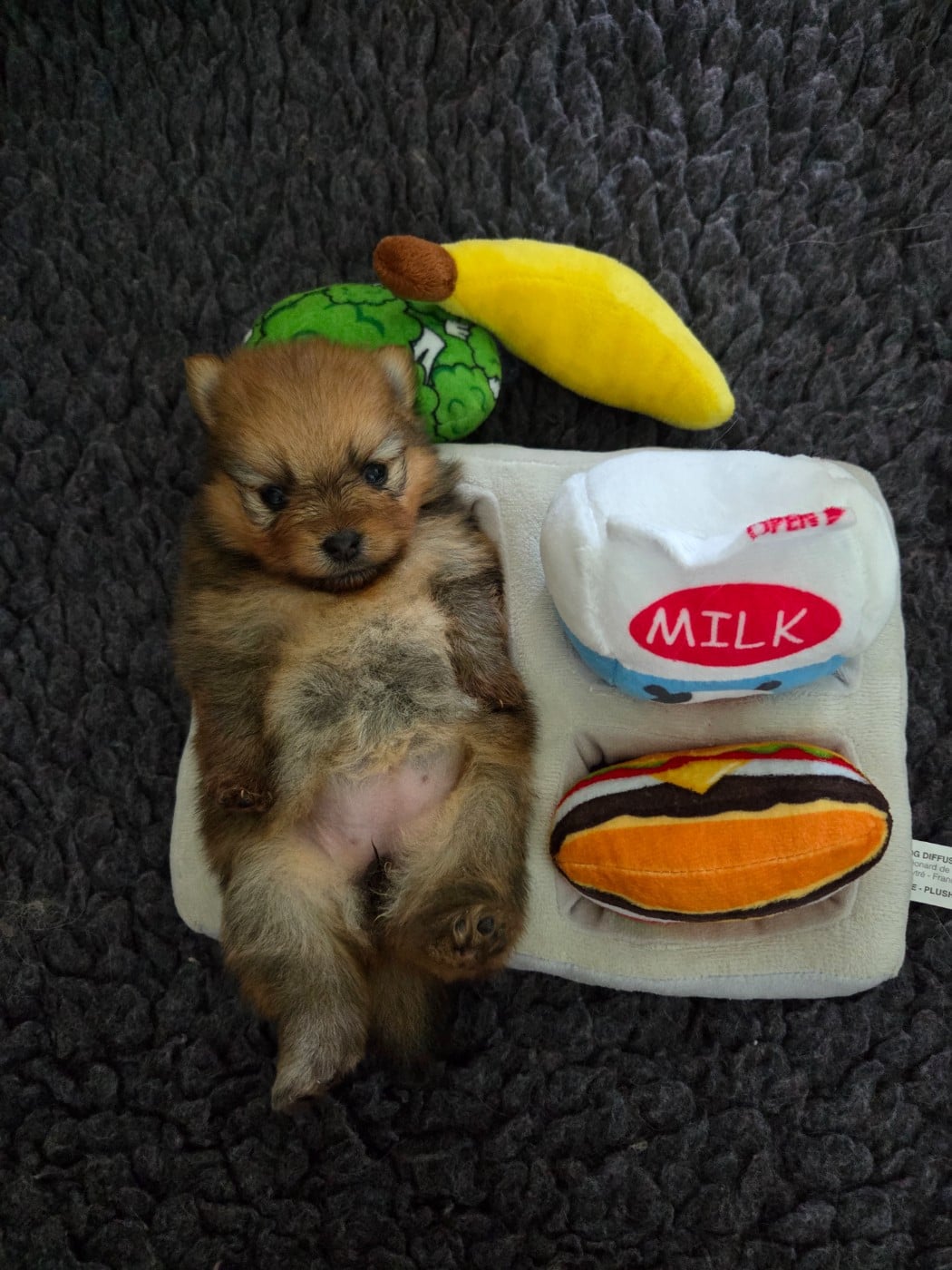 CHIOT 2 - Spitz allemand