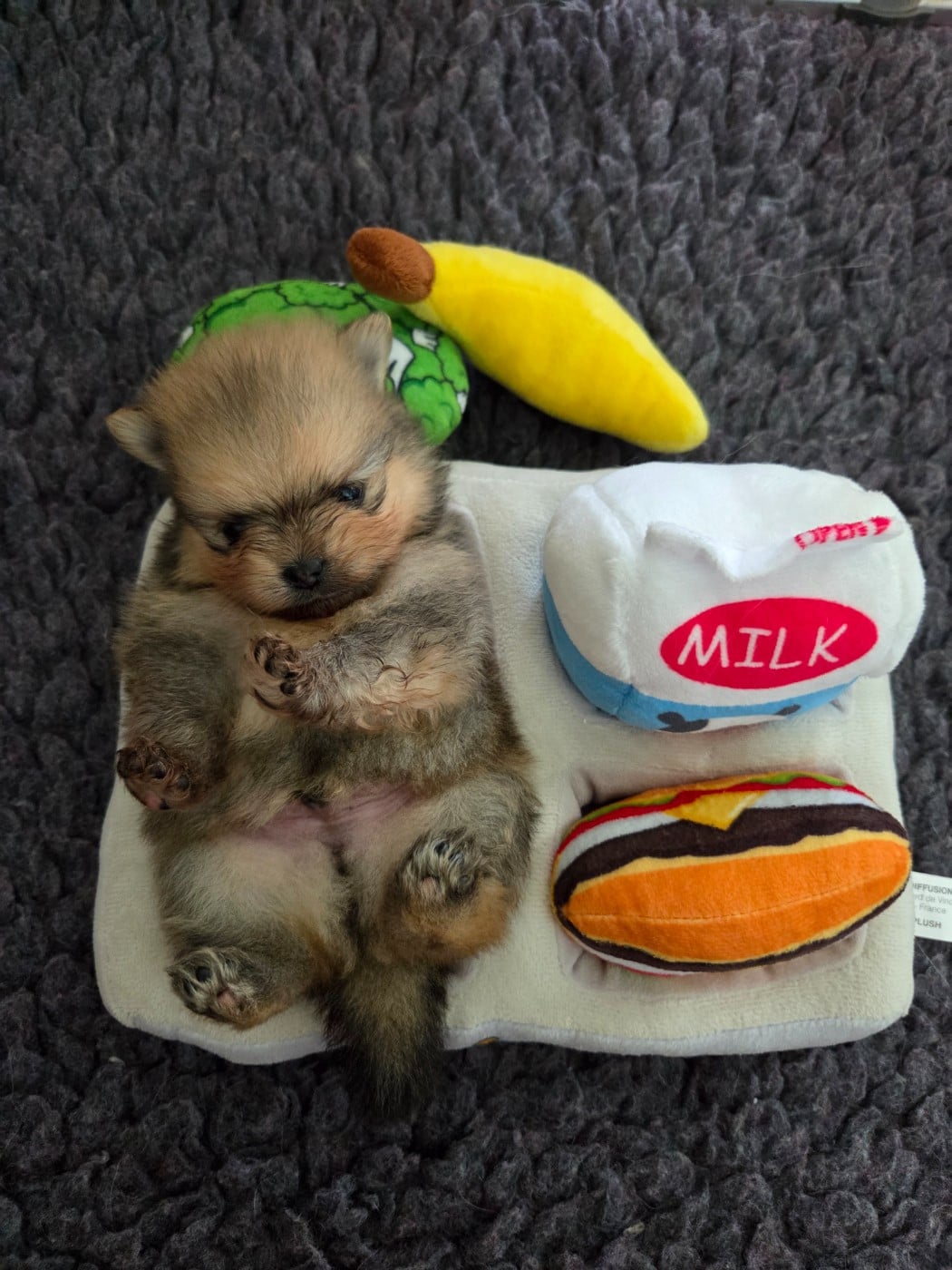 CHIOT 3 - Spitz allemand