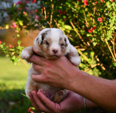 Les chiots de Berger Australien