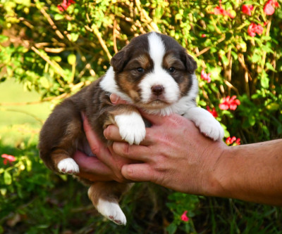 Les chiots de Berger Australien