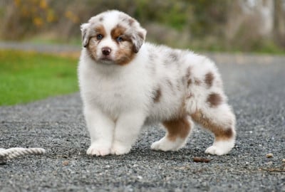 Les chiots de Berger Australien