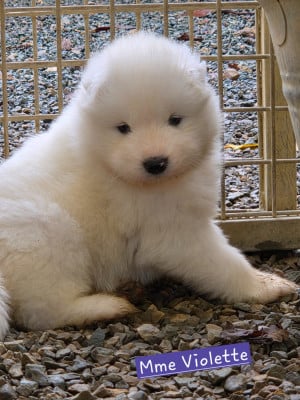 Les chiots de Samoyède