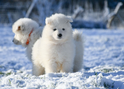 Les chiots de Samoyède