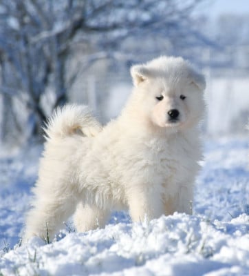 Les chiots de Samoyède