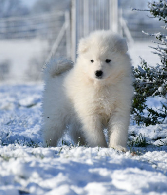 Les chiots de Samoyède