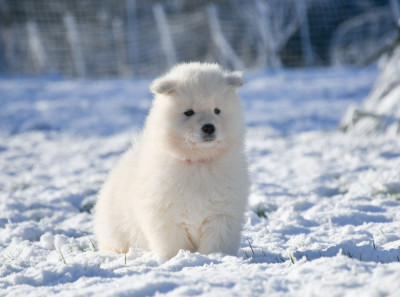 Les chiots de Samoyède