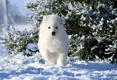 Mâle 2 "bleu ciel" - Samoyède