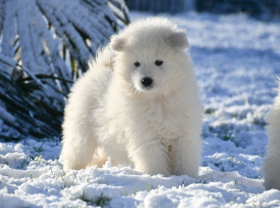 Les chiots de Samoyède