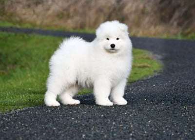 Les chiots de Samoyède