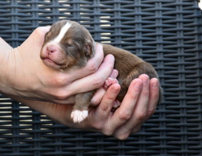 Les chiots de Berger Australien