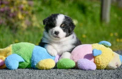 Les chiots de Berger Australien