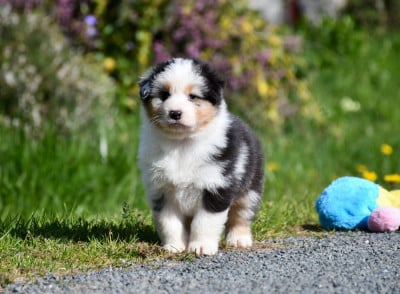 Les chiots de Berger Australien