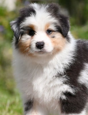 Les chiots de Berger Australien