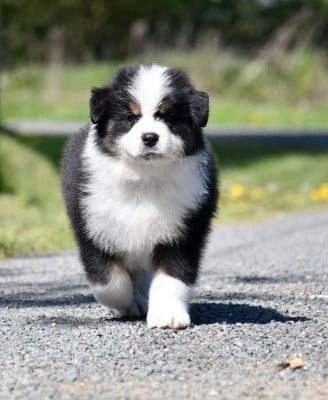 Les chiots de Berger Australien