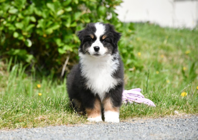 Les chiots de Berger Australien