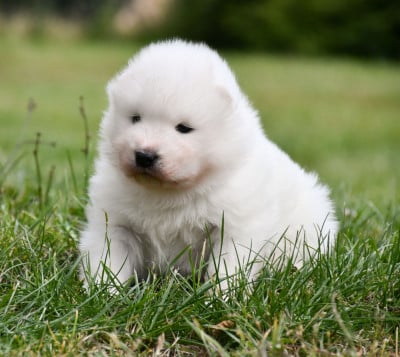 Les chiots de Samoyède
