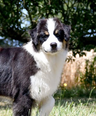 Les chiots de Berger Australien