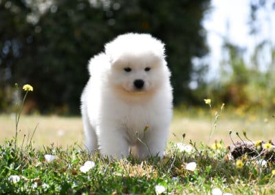 Les chiots de Samoyède