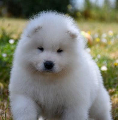 Les chiots de Samoyède