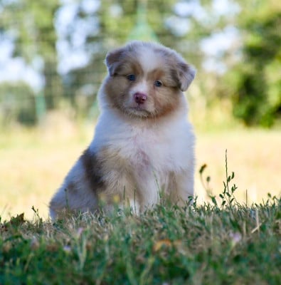 Les chiots de Berger Australien
