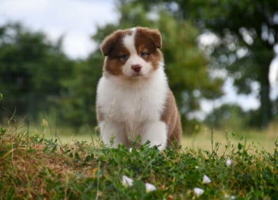 Les chiots de Berger Australien