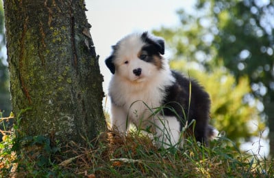 Les chiots de Berger Australien