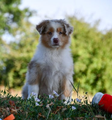 Les chiots de Berger Australien