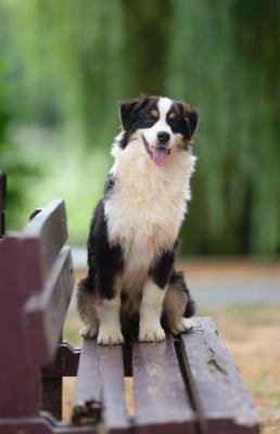 Les chiots de Berger Australien