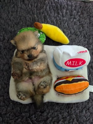 CHIOT 3 - Spitz allemand
