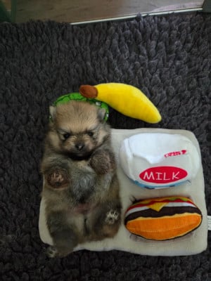 CHIOT 4 - Spitz allemand