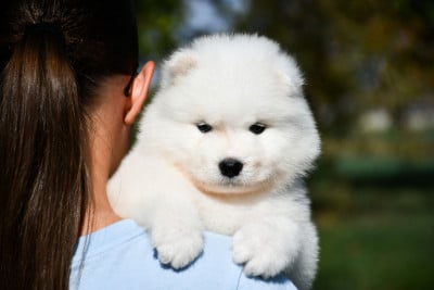 Les chiots de Samoyède