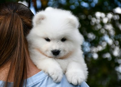 Les chiots de Samoyède